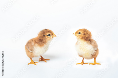Cute two little chicken isolated on white background © Елена Воровченко