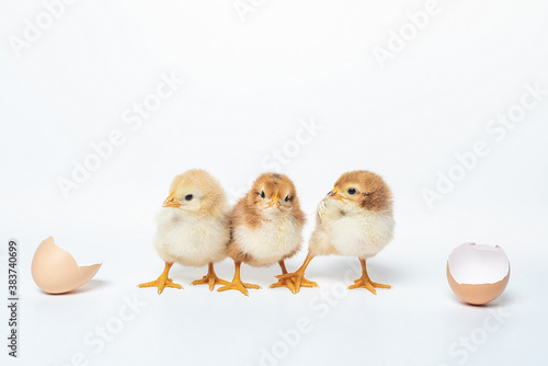  three cute little chicken and a shell from eggs on white background © Елена Воровченко