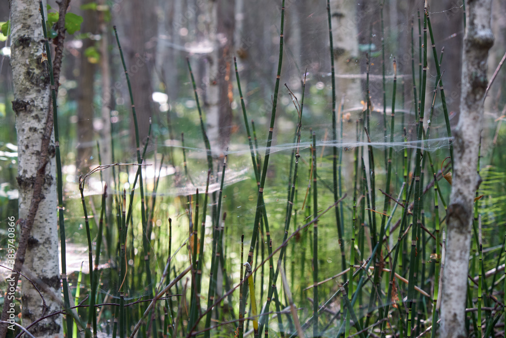 Pine horsetail forest covered by spider webs. Karakansky Bor, Siberia, Russia. Pine horsetail forest covered by spider webs. Karakansky Bor, Siberia, Russia.