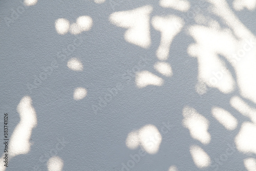 Abstract gray shadow background of natural leaves tree branch falling on white wall texture for background and wallpaper,