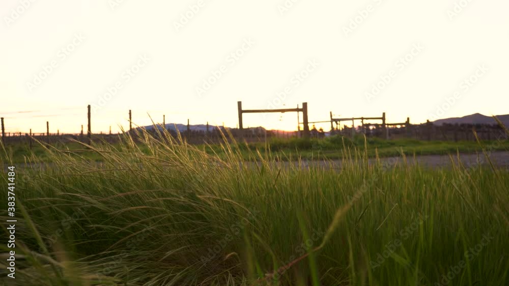 Green grass and vineyard sunset with wind
