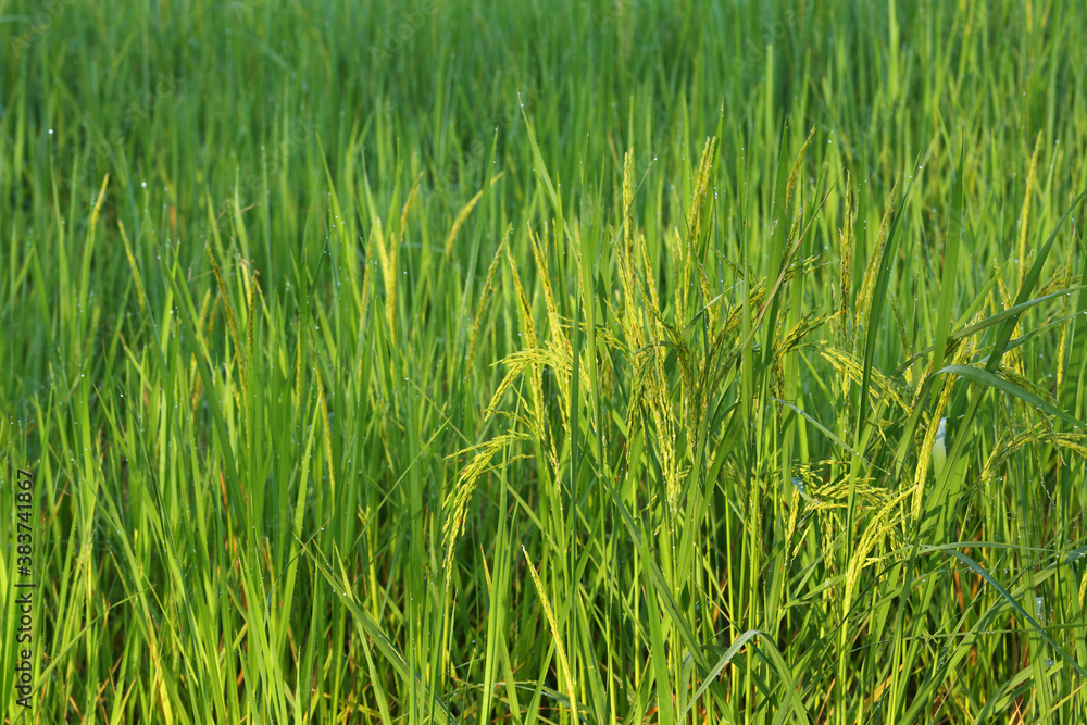Asia paddy rice field in in morning Asia paddy rice field in in morning