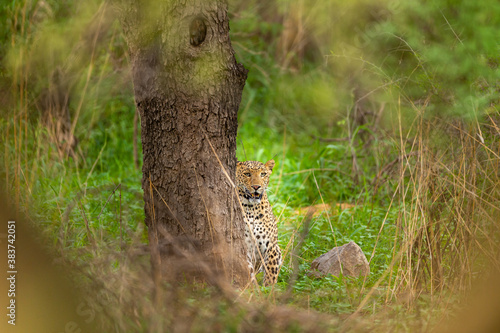 Indian wild female leopard or panther with eye contact in monsoon green background and in natural scenic frame at jhalana forest or leopard reserve jaipur rajasthan india - panthera pardus fusca