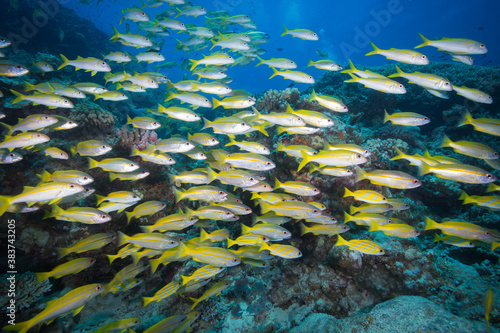 A school of yellow striped snapper on the reef