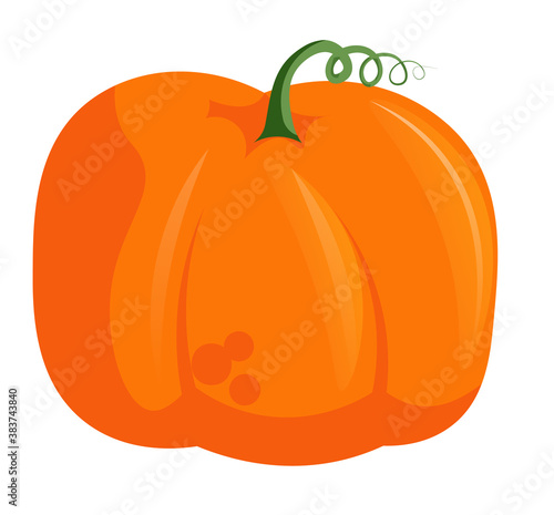 Uncooked raw wholesome pumpkin farm vegetable vector illustration isolated on white background