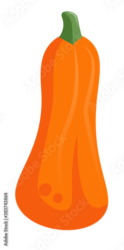 Cartoon orange pumpkin gourd vector agriculture and farming illustration isolated on white background