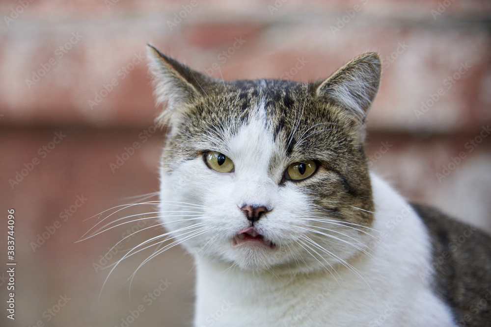 Portrait of a cute cat with an open mouth. Portrait of a cute cat with an open mouth.
