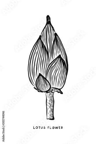 A beautiful illustration of the lines of the Lotus flower. Vector abstract black and white floral background. an unopened Lotus Bud. Hand-drawn. for logos, postcards, clothing design, interior design.