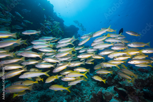 Foto A school of yellow striped snapper on the reef