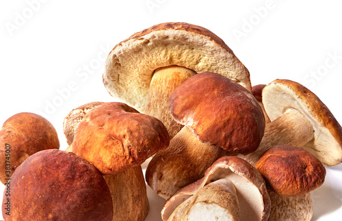 porcini mushrooms on white background