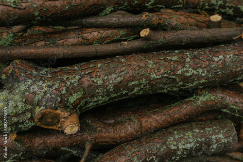 logs or firewood and branches with bark and moss in autumn

