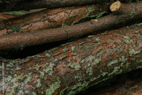 logs or firewood and branches with bark and moss in autumn
