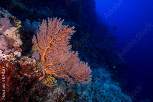 Colorful soft corals growing out of a reef wall
