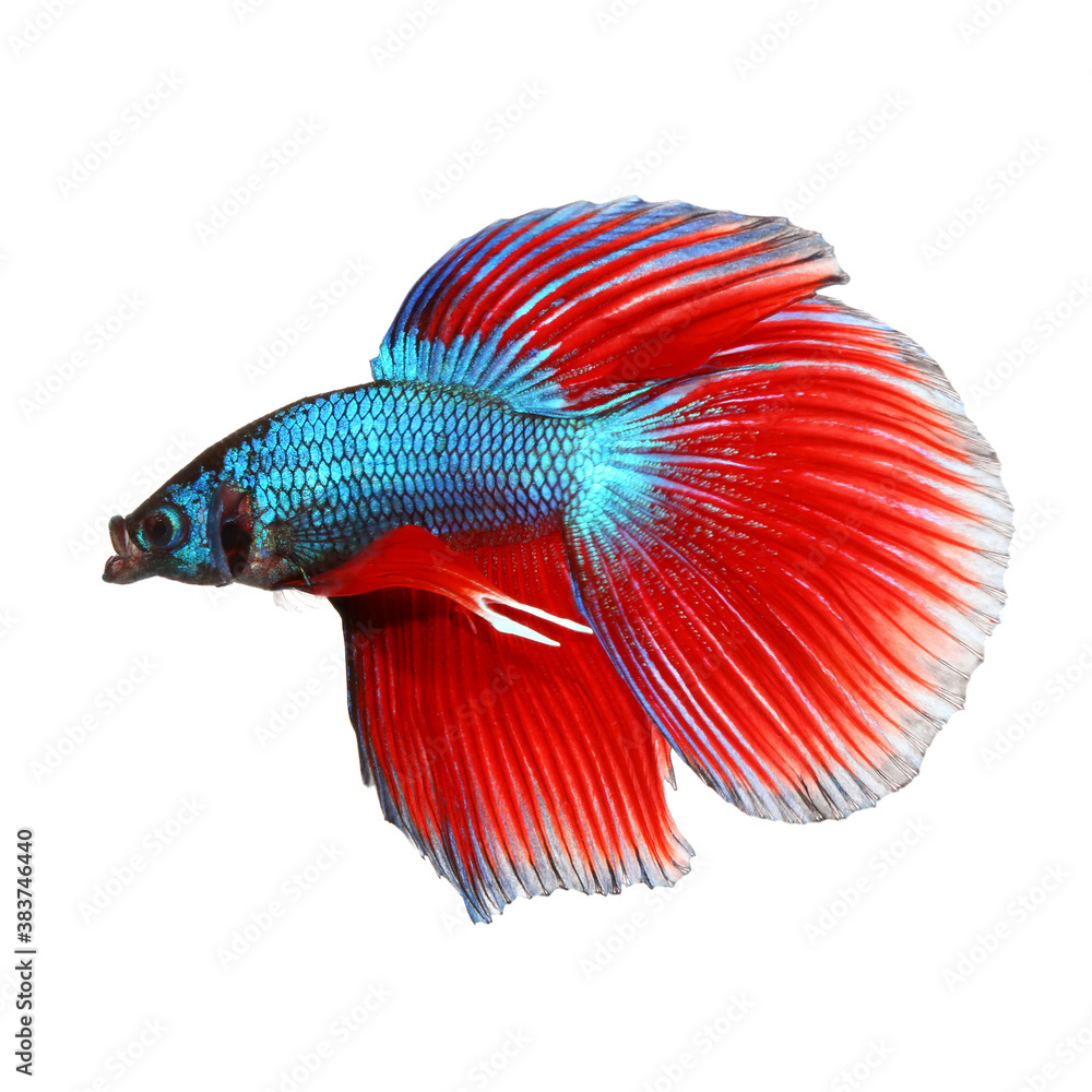 Fototapeta premium Siamese fighting fish , red and blue betta isolated on white background