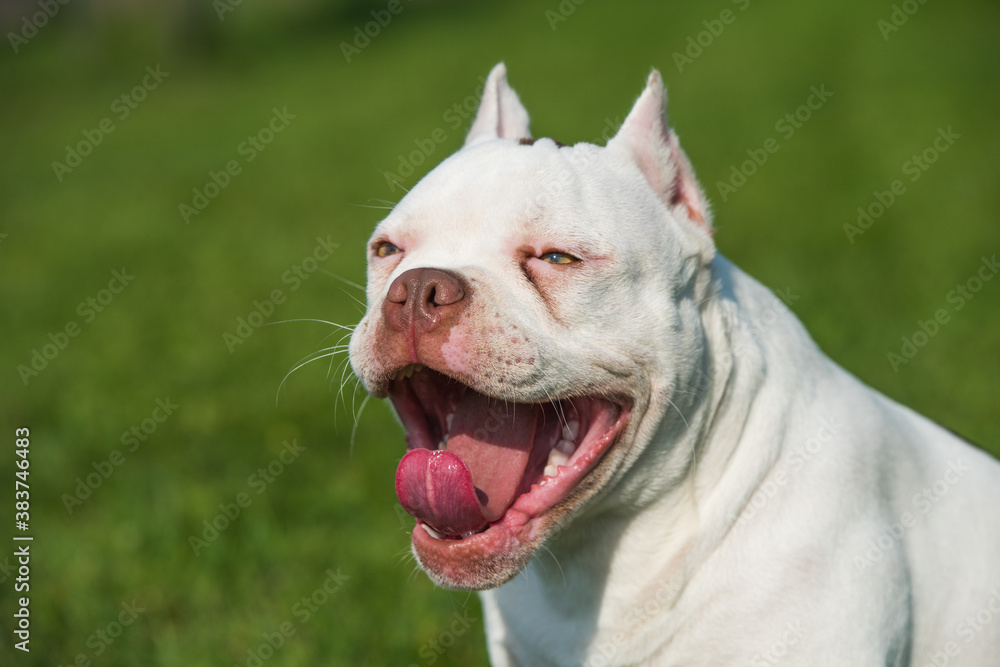 American Bully puppy dog yawns or laughs