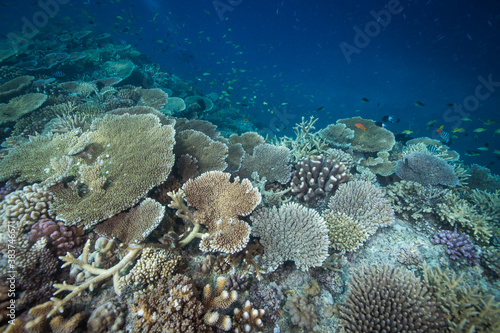 Healthy  colorful corals at the reef