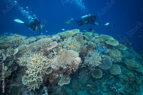 Healthy  colorful corals at the reef