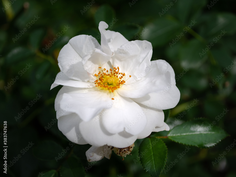 Beautiful white roses grow in the park