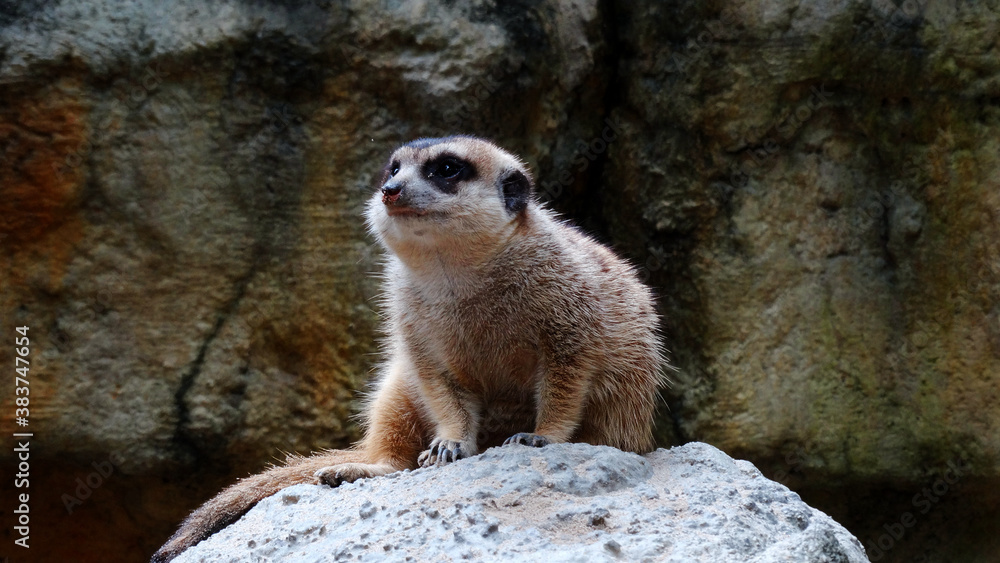 Fototapeta premium Meerkat is playing in the sandy park. The meerkat, suricate, is a small mongoose, live in rock crevices in stony, often calcareous areas, and in large burrow systems in plains.
