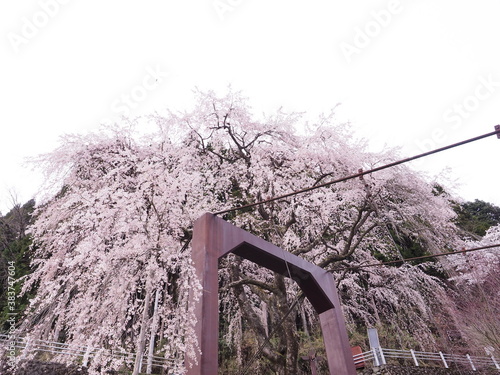 桜と魚ヶ渕のつり橋