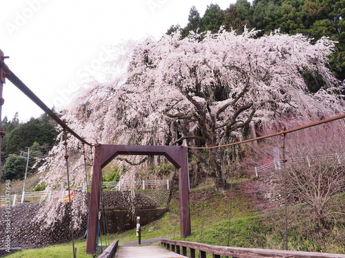 桜と魚ヶ渕のつり橋