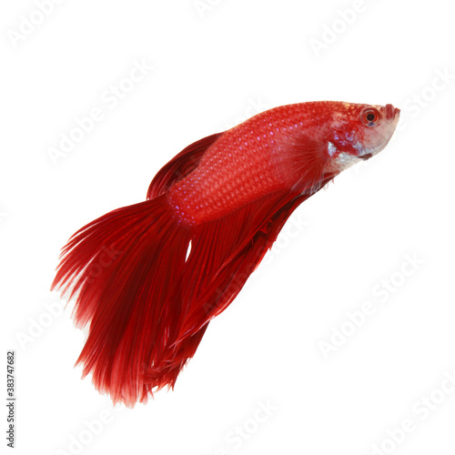Red siamese fighting fish, betta splendens isolated on a white background