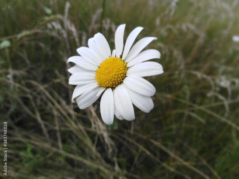 Obraz premium Сamomile