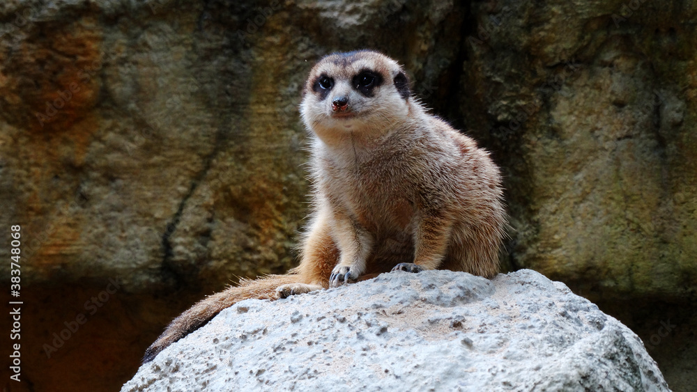 Fototapeta premium Meerkat is playing in the sandy park. The meerkat, suricate, is a small mongoose, live in rock crevices in stony, often calcareous areas, and in large burrow systems in plains.