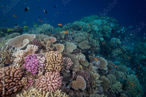 Fototapeta Naklejka Na Ścianę i Meble -  Healthy, colorful corals on the Great Barrier Reef