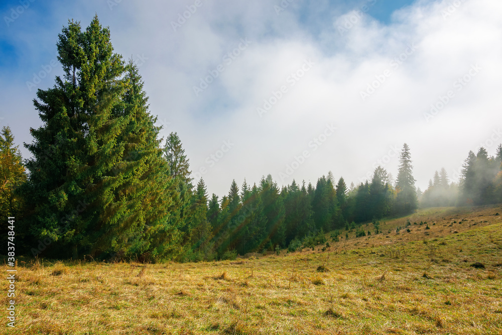 cold foggy morning. moody weather scenery. spruce forest on the grassy meadow in autumn. nature magic concept cold foggy morning. moody weather scenery. spruce forest on the grassy meadow in autumn. nature magic concept