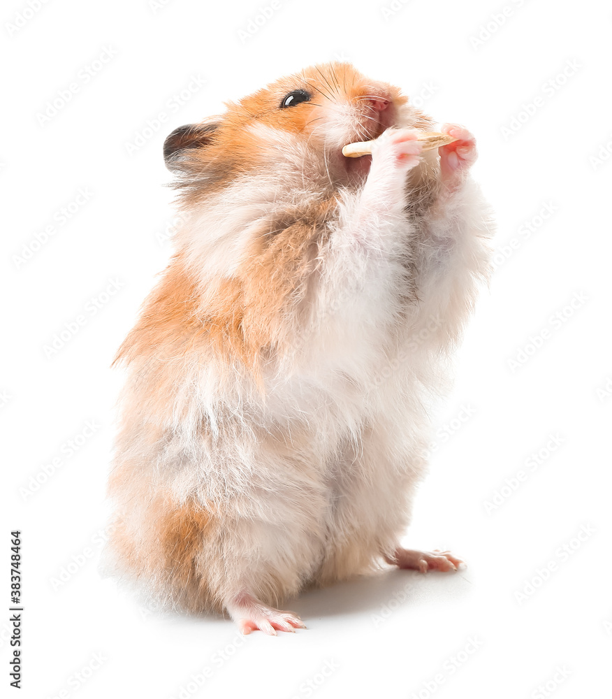 Funny hamster on white background - obrazy, fototapety, plakaty 
