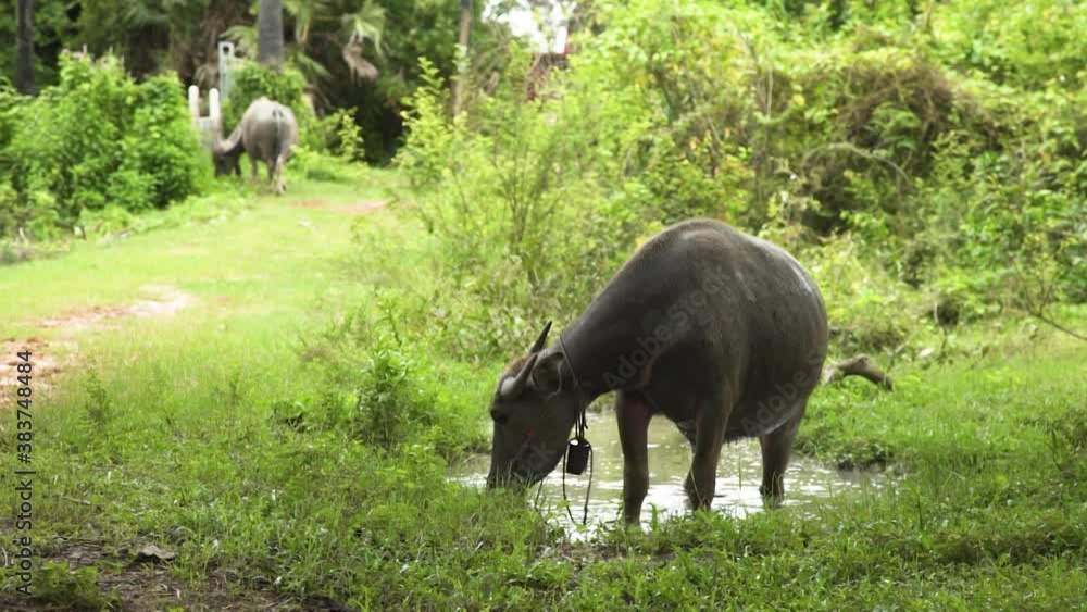 Buffalo was released naturally for food in village Buffalo was released naturally for food in village