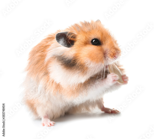 Funny hamster on white background