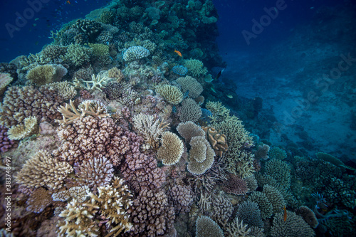 Healthy  colorful corals on the Great Barrier Reef