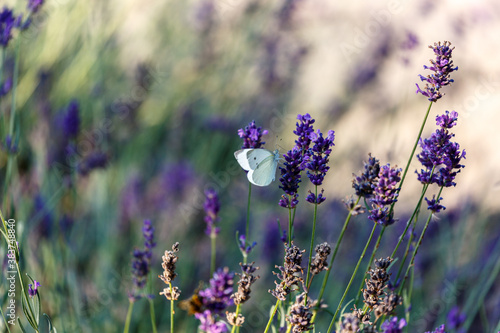 Butterfly stay on lavender in garden