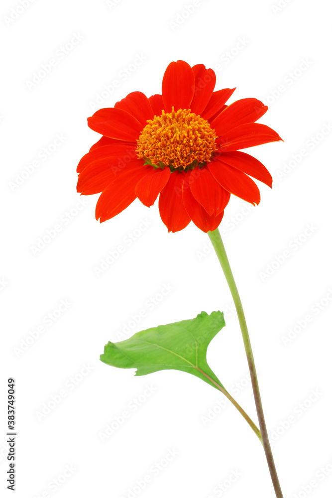 Red flower isolated on a white background , clipping path included Red flower isolated on a white background , clipping path included