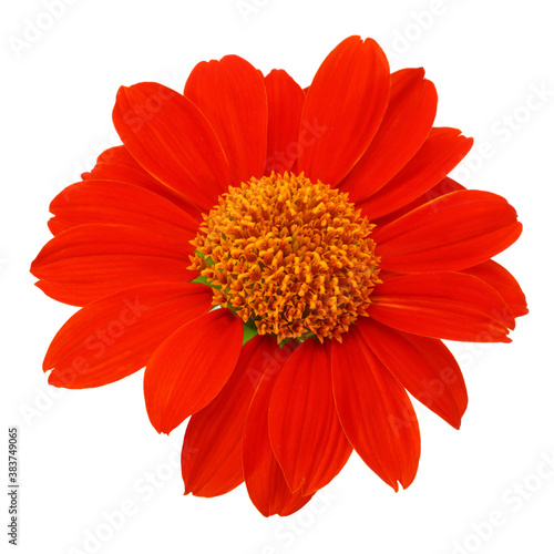 Red flower isolated on a white background   clipping path included