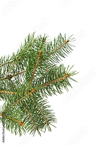 green fir branch isolated on white background  christmas decoration