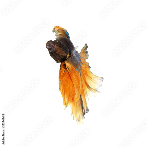 Fototapeta Naklejka Na Ścianę i Meble -  Bule-yellow betta fighting fish with isolated a on white background	