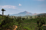 mountain and city landscape with clouds and the beautiful tea plantations in ooty.
