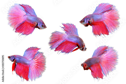 Colorful set of siamese fighting fish, betta isolated on white background. Thai fighting fish