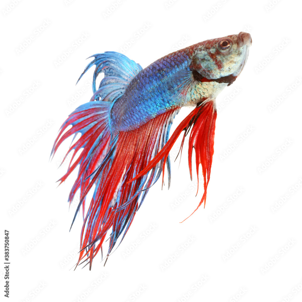 Fototapeta premium Siamese fighting fish, red and blue betta isolated on white background. Thai fighting fish