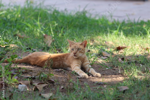 Rudy kot. Turcja miasto Antalya