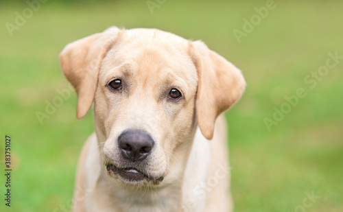 Closeup photo of a labrador retrieverdog head © SasaStock