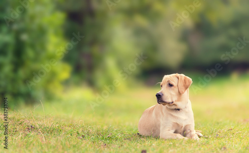 Labrador dog in the green nature