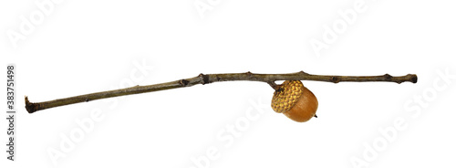 Twig with oak acorn (Quercu...