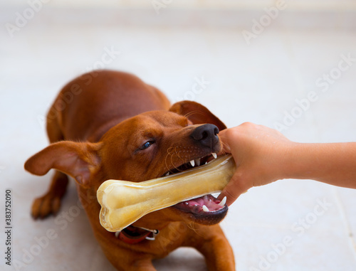 brown pinscher dog playing with bone