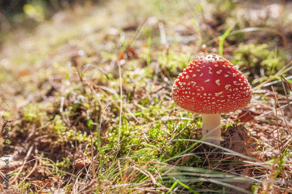 Orange amanita in the forest in Autumn, orange mashroom, fly agaric in the forest, uneatable mushroom, poisonous mushroom. Natural light, vibrant colors and selective focus. Orange amanita in the forest in Autumn, orange mashroom, fly agaric in the forest, uneatable mushroom, poisonous mushroom. Natural light, vibrant colors and selective focus.