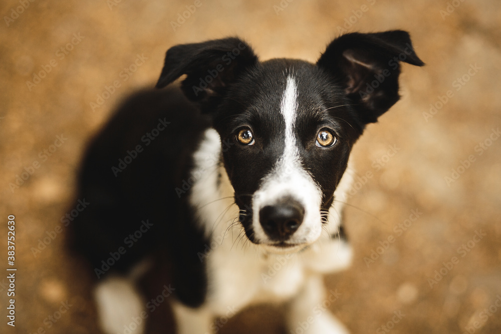 cute black and white border collie puppy close up head portrait in the forest