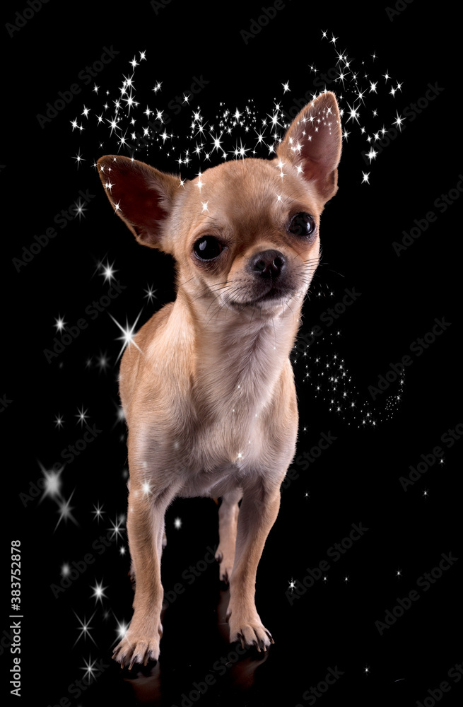 chihuahua in studio chihuahua in studio